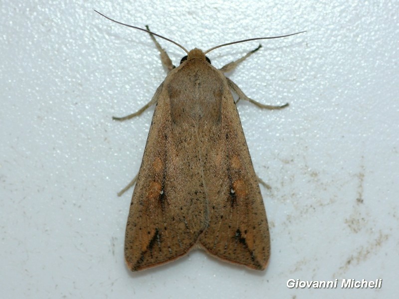 Noctuidae...